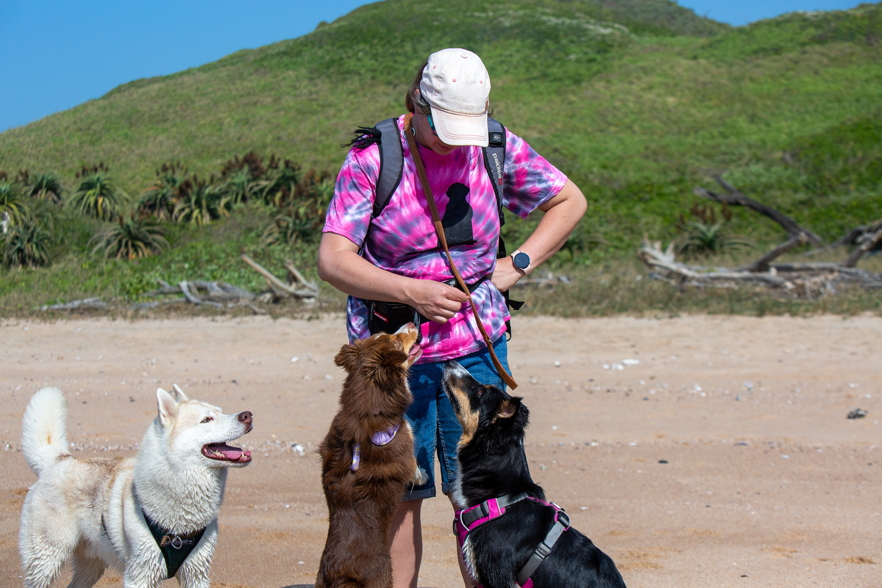 Finding the Right Training Treat for Your Dog